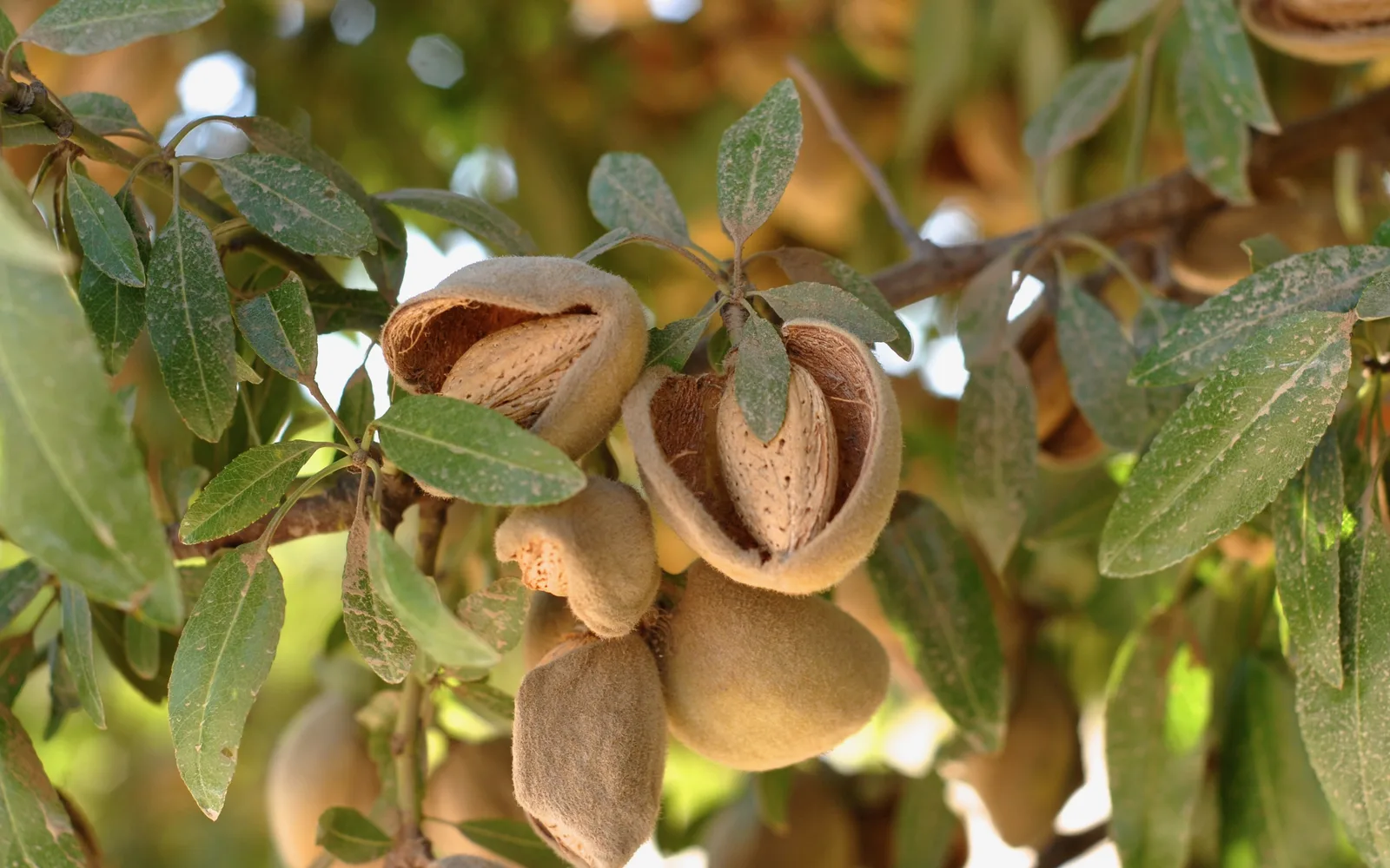 Almond trees laden with ripening crop ready for harvest in the San Joaquin Valley